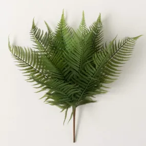 Graceful Fern Bush