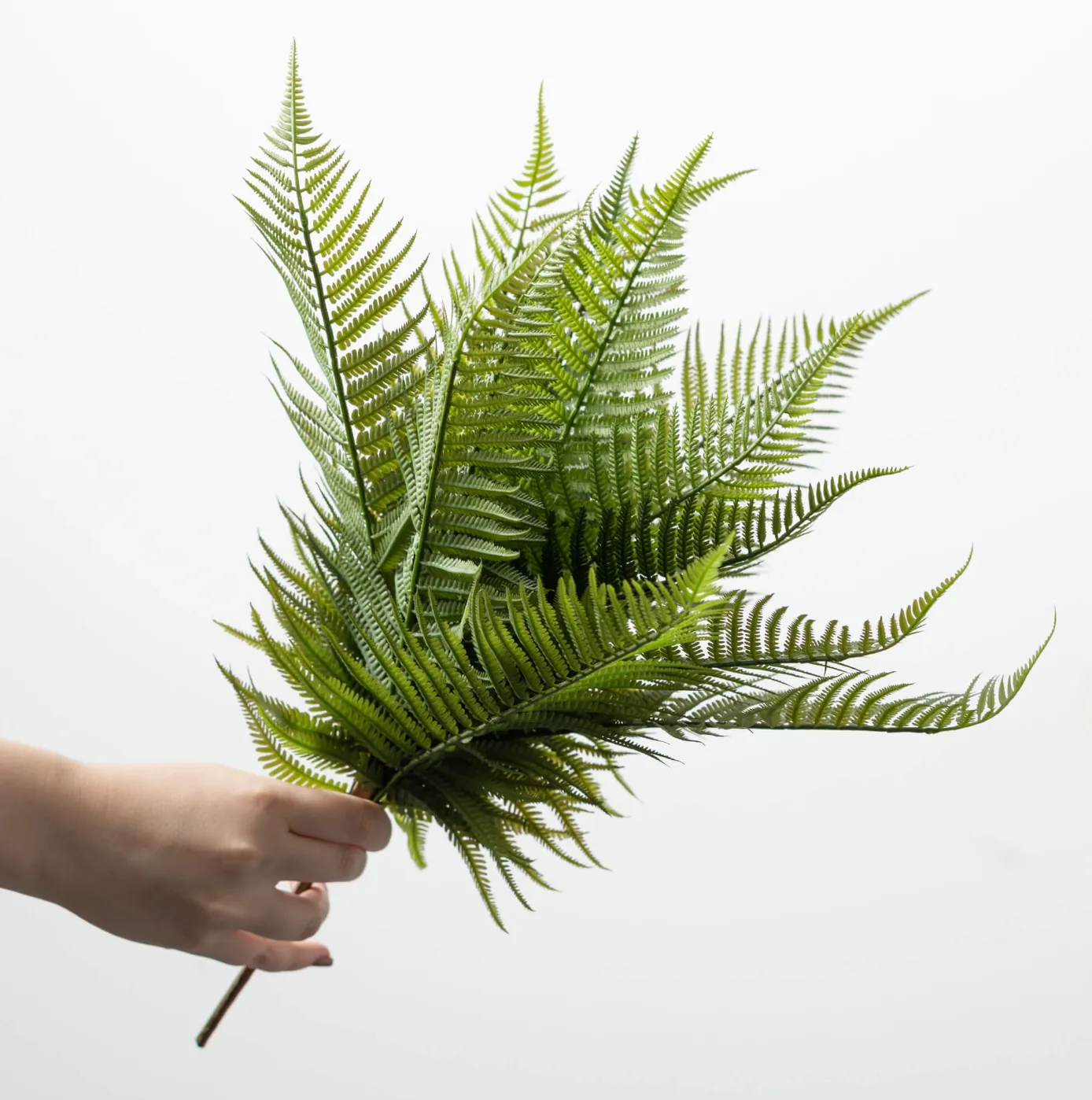 Graceful Fern Bush