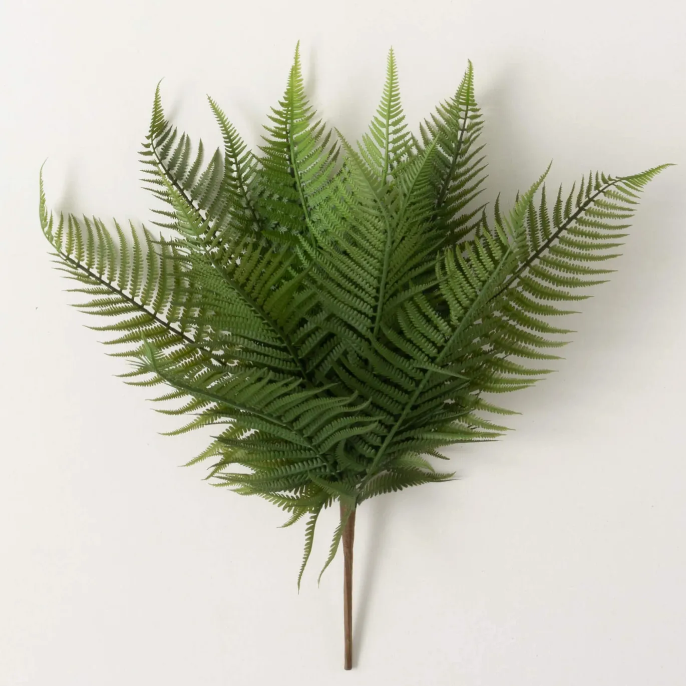 Graceful Fern Bush