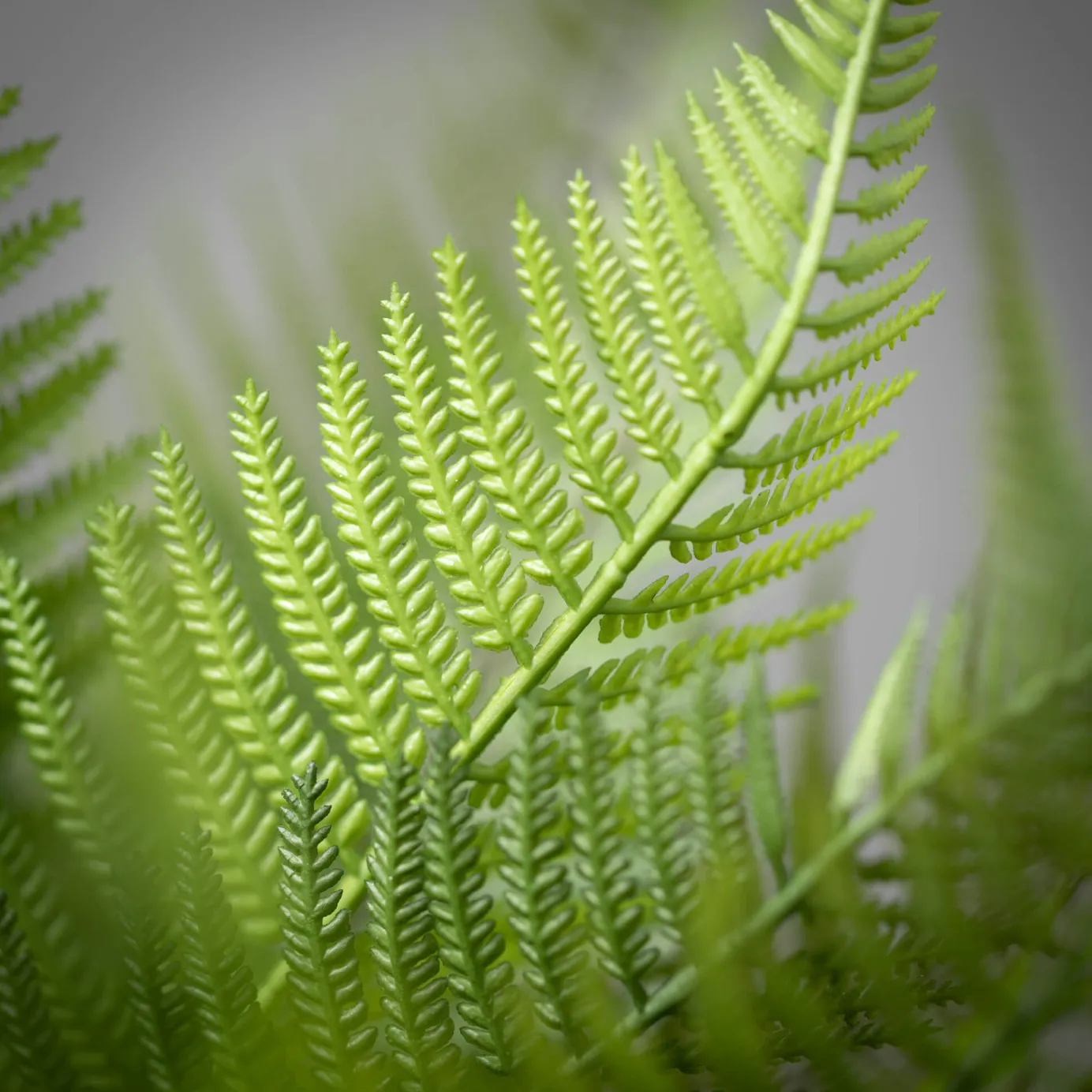 Graceful Fern Bush